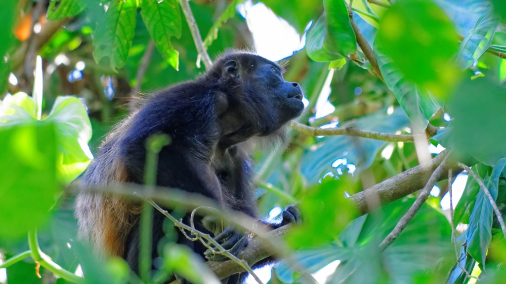 20 - Cahuita NP (21).jpg